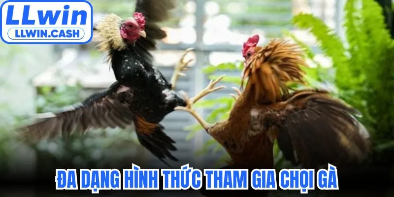 Đá gà LLWIN 2 Đa dạng hình thức tham gia chọi gà