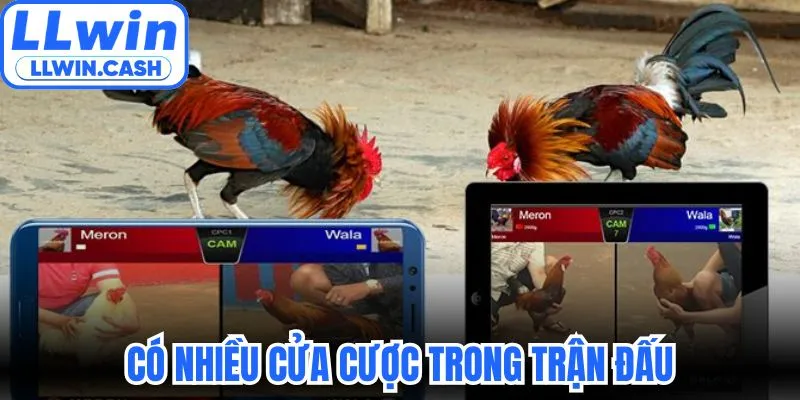 Đá gà LLWIN 3 Có nhiều cửa cược trong trận đấu