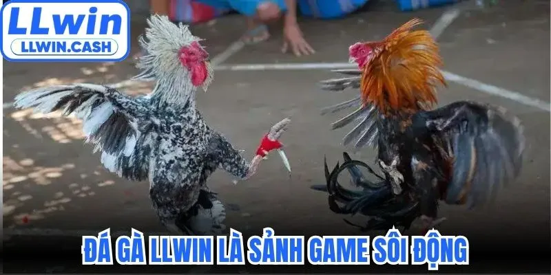 Đá gà LLWIN 1 Đá gà LLWIN là sảnh game sôi động
