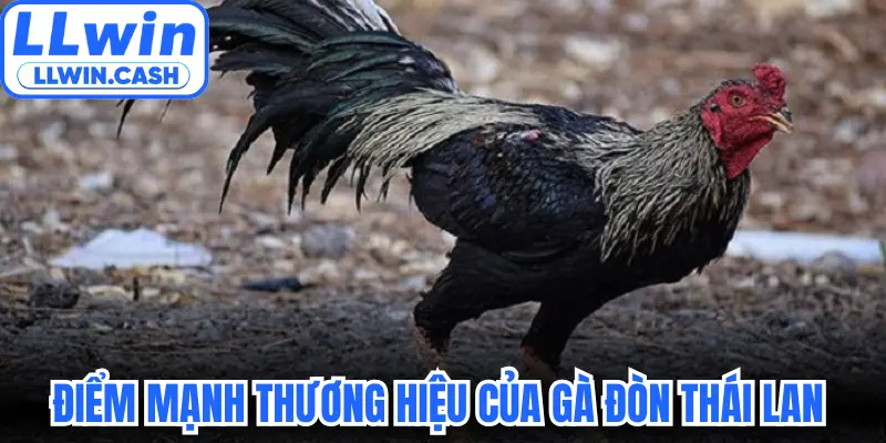 Những điểm mạnh thương hiệu của gà đòn Thái Lan