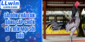Gà Đòn Thái Lan: Đẳng Cấp Chiến Kê Trên Mọi Sới Đấu