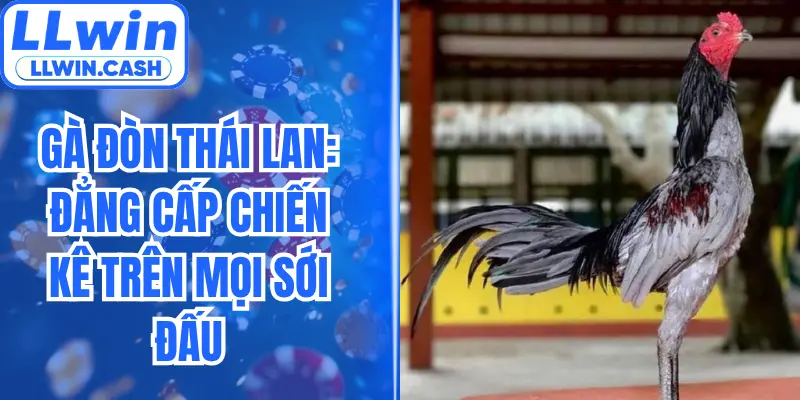 Gà Đòn Thái Lan: Đẳng Cấp Chiến Kê Trên Mọi Sới Đấu