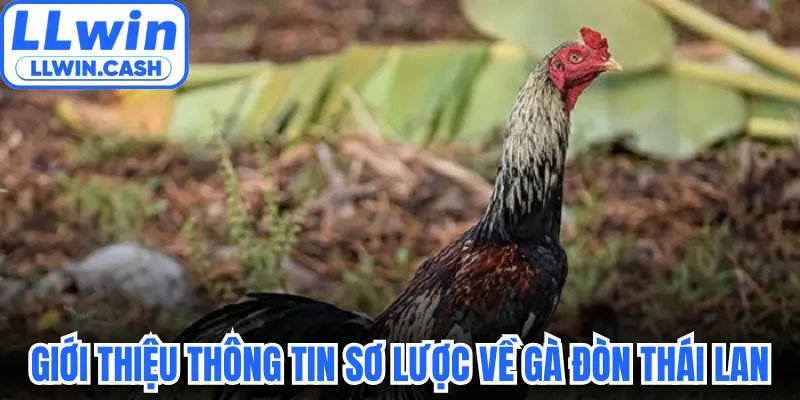 Giới thiệu thông tin sơ lược về gà đòn Thái Lan