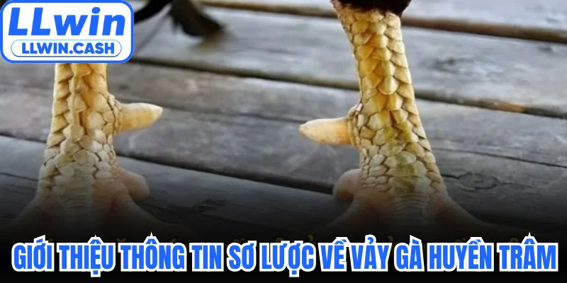 Giới thiệu thông tin sơ lược về vảy gà Huyền Trâm