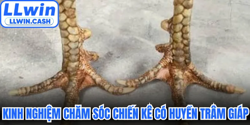 Kinh nghiệm chăm sóc chiến kê có Huyền Trâm giáp