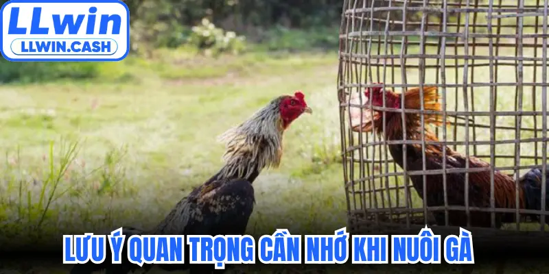 Lưu ý quan trọng cần nhớ khi nuôi gà