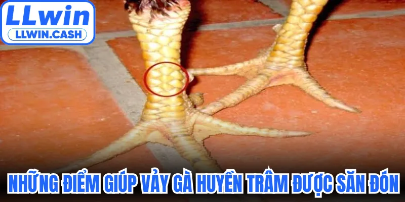 Những điểm giúp vảy gà Huyền Trâm được săn đón