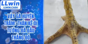 Vảy Gà Huyền Trâm: Thần Kê Dị Tướng Đá Đâu Thắng Đó