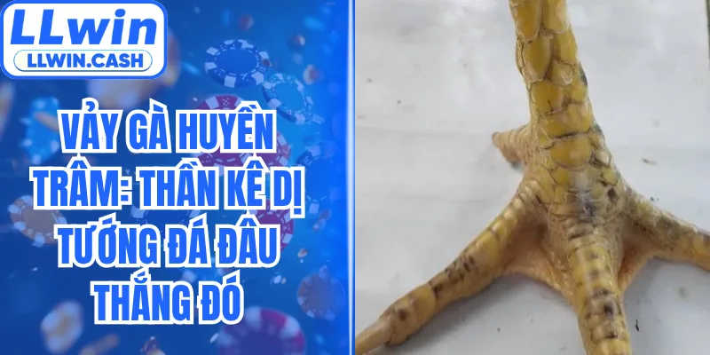 Vảy Gà Huyền Trâm: Thần Kê Dị Tướng Đá Đâu Thắng Đó